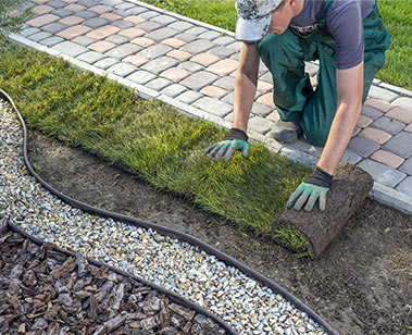 Laying fresh sod rolls.