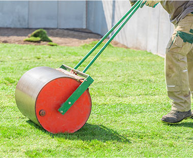 Rolling sod to establish better roots.